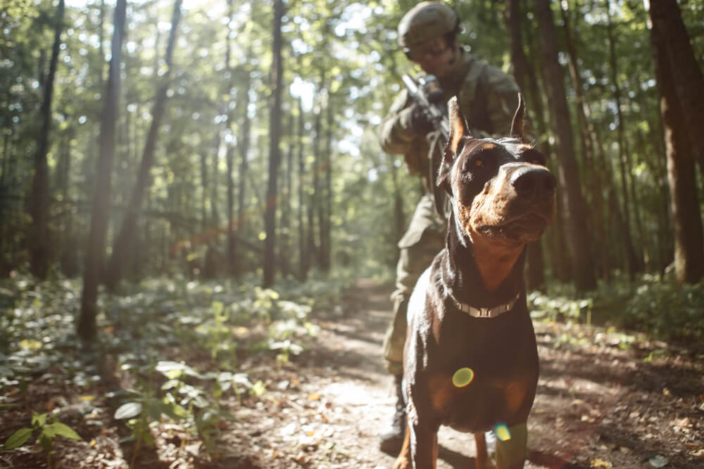 Un Doberman avec un militaire dans la forêt