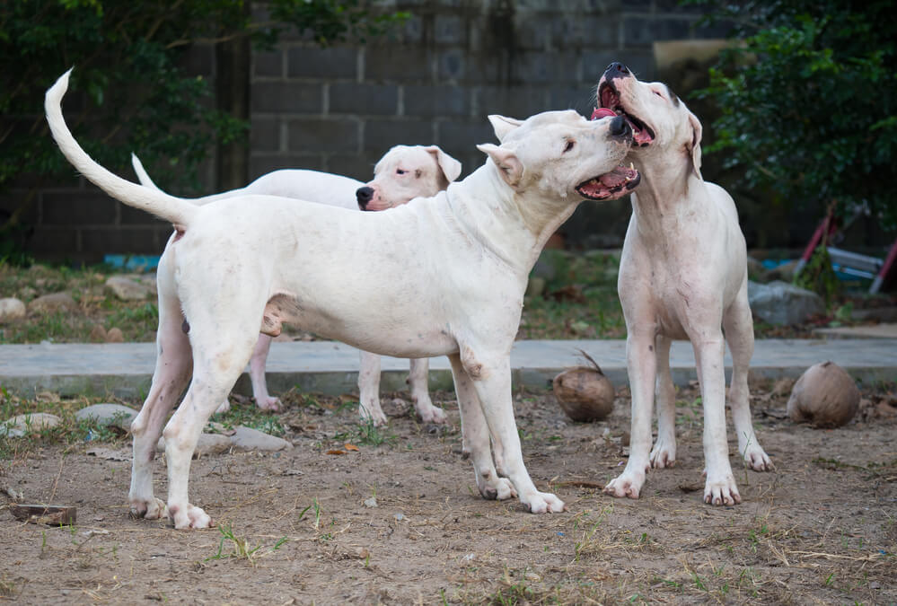 Dogues Argentin qui jouent