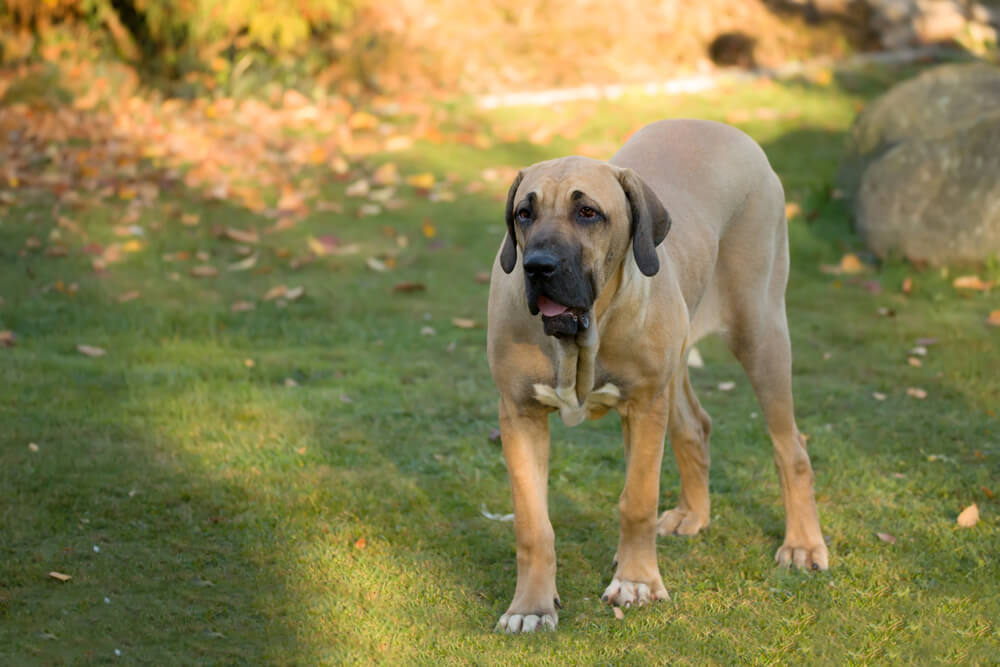 Jeune femelle Fila Brasileiro