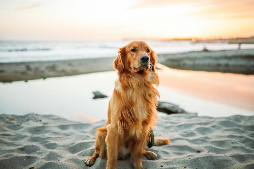 Un Golden Retriever face à la mer