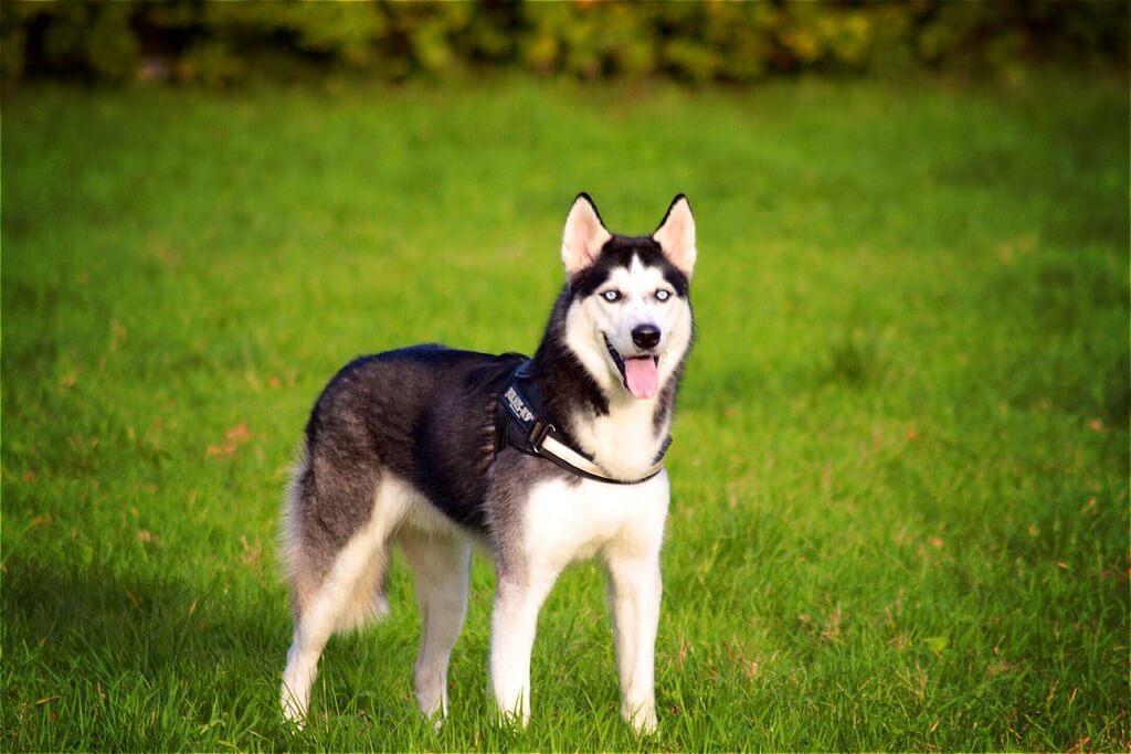 Un Husky Sibérien