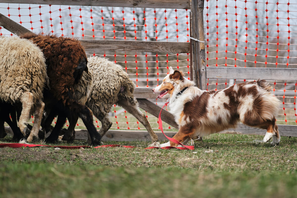 Un Berger Australien qui conduit des moutons