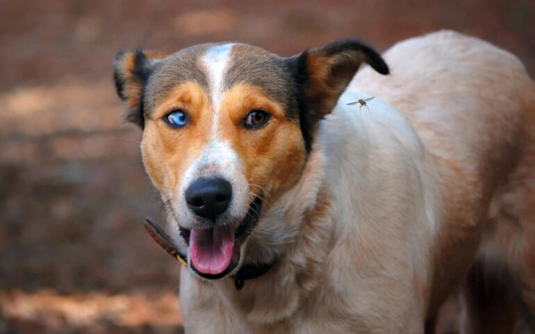 Un chien qui regarde une abeille