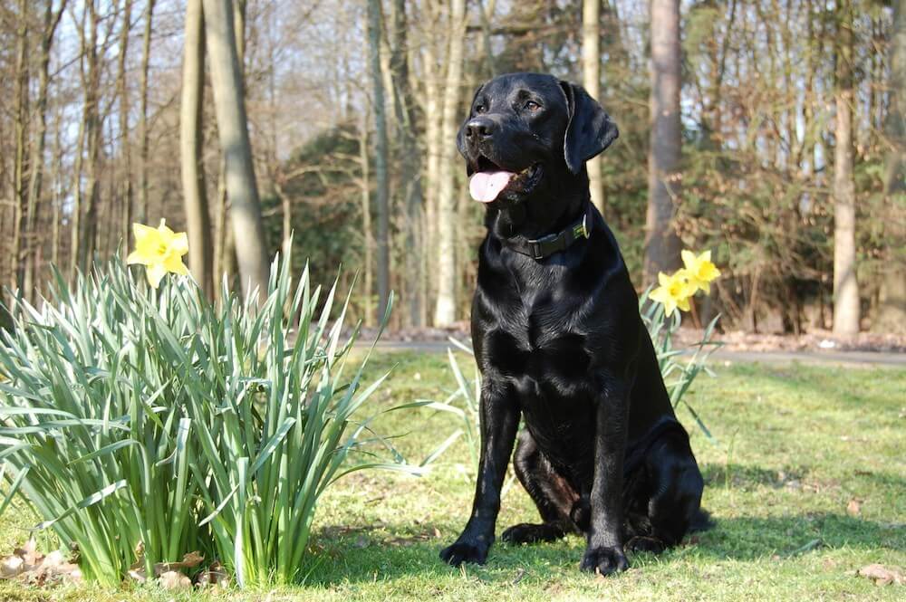 Un Labrador assis dans la forêt