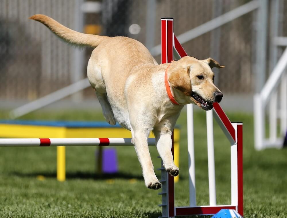 Un Labrador Retriever qui saute un obstacle en agility