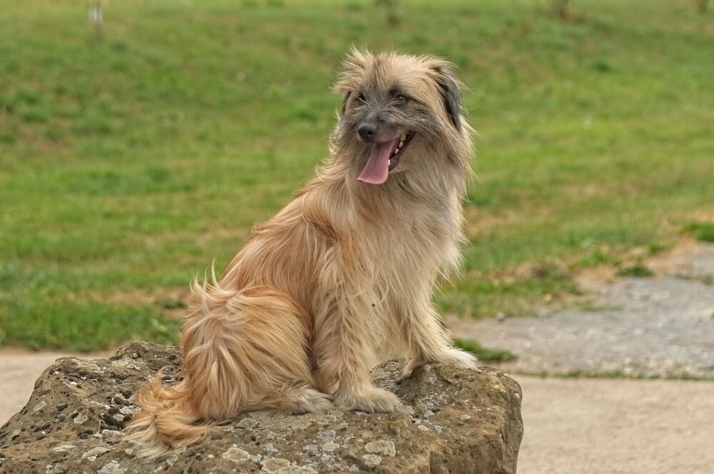 Un Berger des Pyrénées à poil long assis sur une pierre