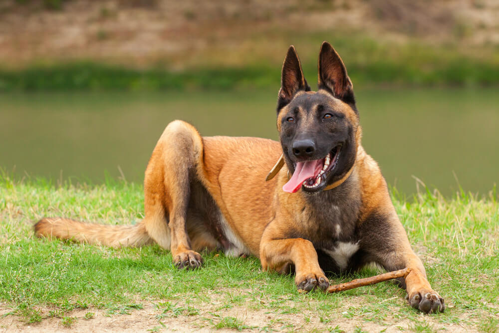 Un Malinois allongé