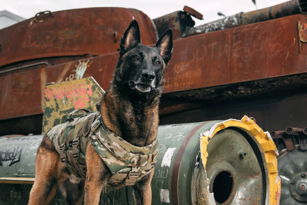 Un Berger Belge Malinois portant un gilet tactique