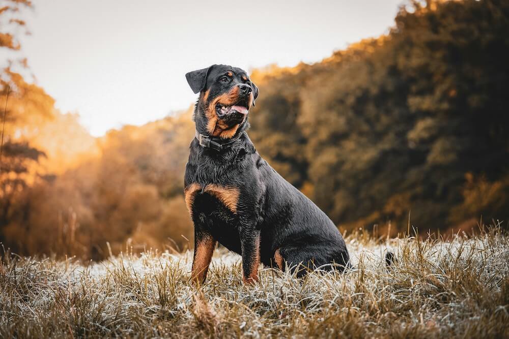 Rottweiler assis