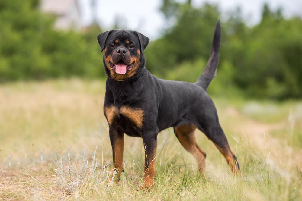 Un Rottweiler debout dans l'herbe