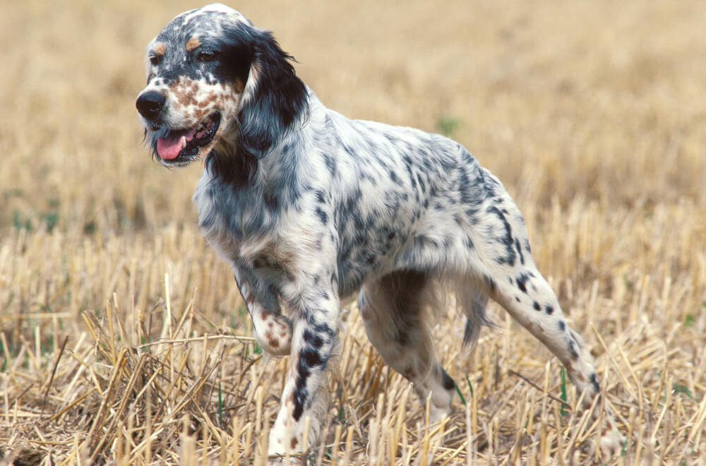 Un Setter Anglais dans un champs