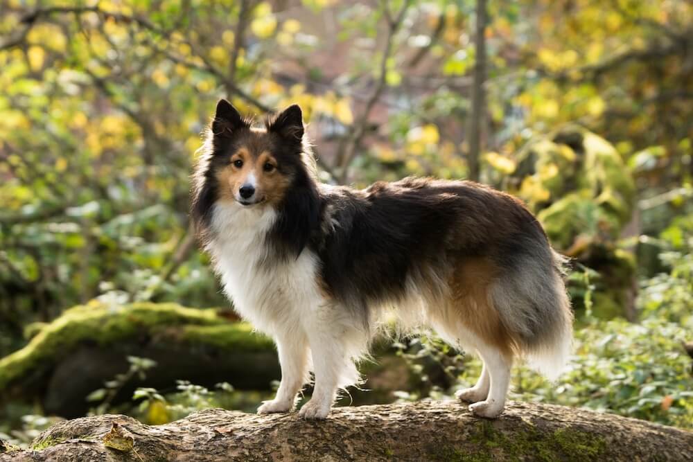 Sheltie