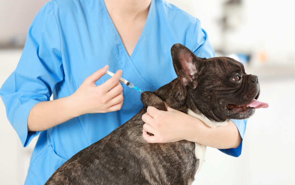 Vétérinaire qui fait un piqûre à un chien