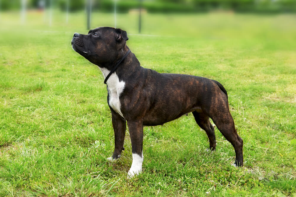 Staffordshire Bull Terrier bringé