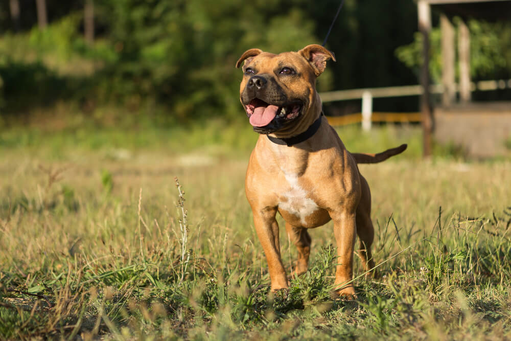 Un Staffordshire Bull Terrier dans un parc