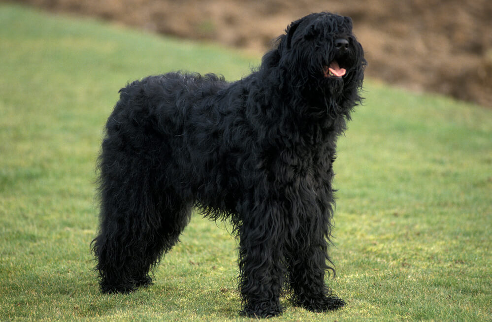 Un Terrier Russe Noir debout dans l'herbe