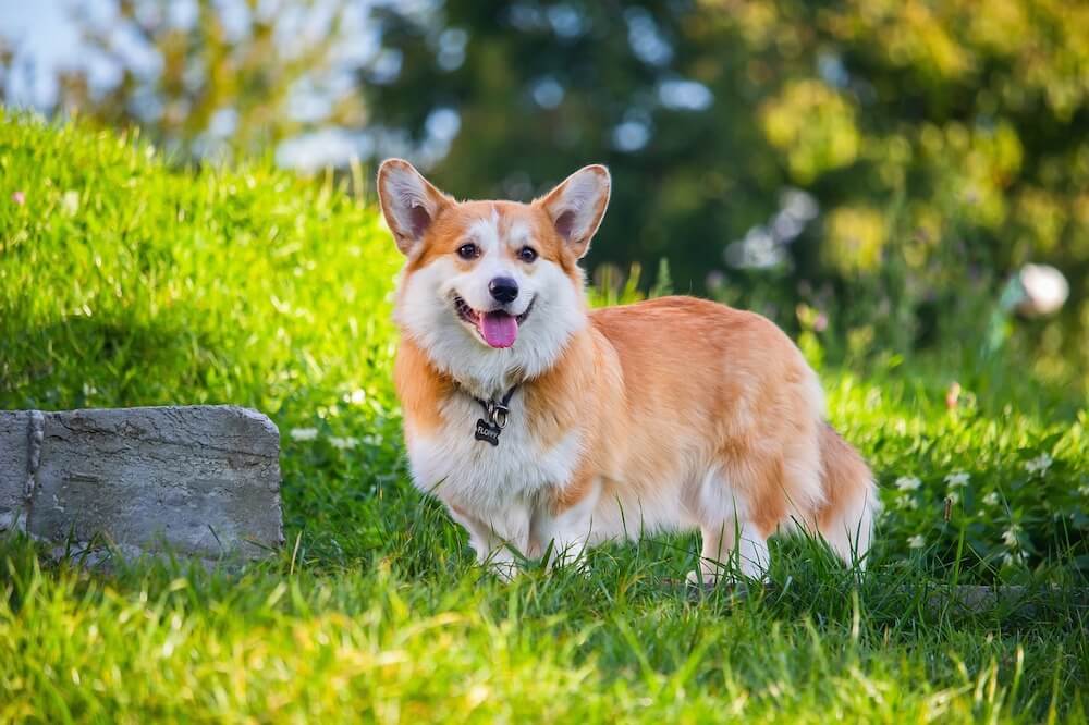 Welsh Corgi Pembroke