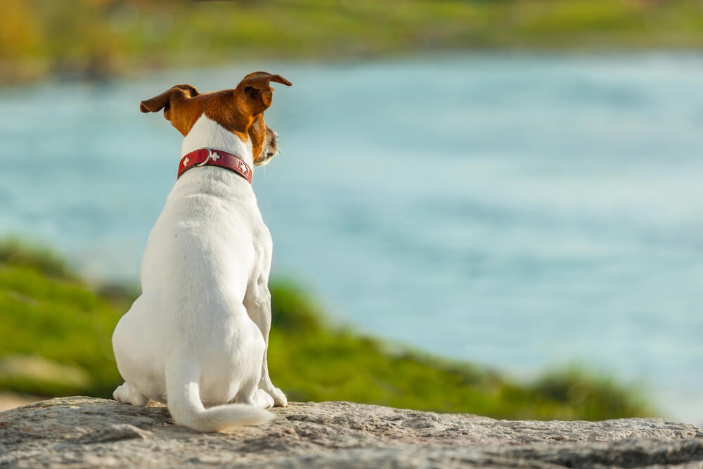 Un Jack Russel de dos