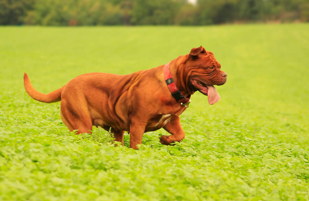 Dogue de Bordeaux