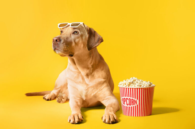 Un chien allongé avec du popcorn sur fond jaune