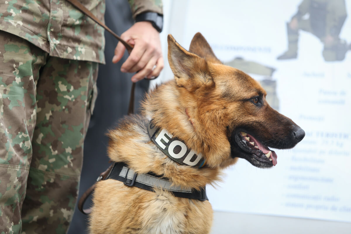 Un Berger Allemand de profil