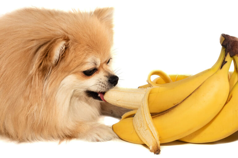 Un Loulou de Poméranie qui goûte une banane