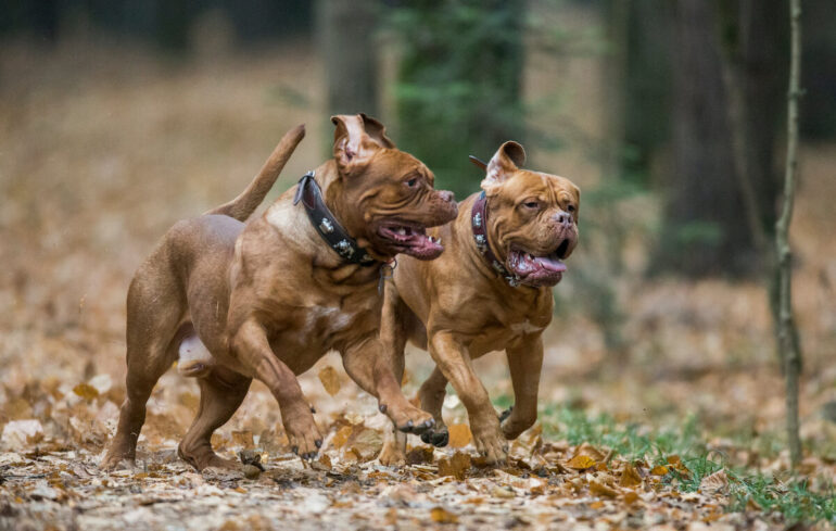 Deux Dogues de Bordeaux qui courent dans la forêt