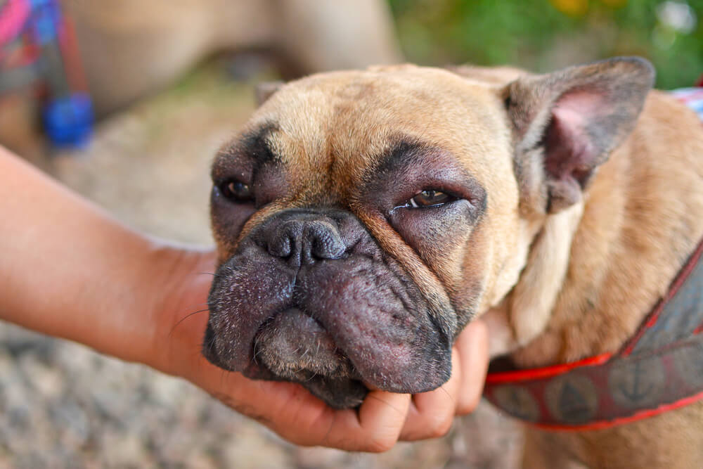 Un Bouledogue français aux yeux gonflés après une piqûre de guêpe