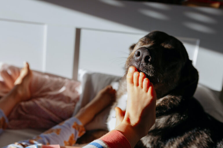 Un chien lèche le pied de son humain