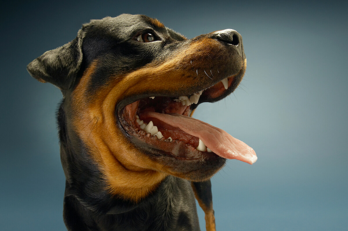 Un Rottweiler avec la gueule ouverte