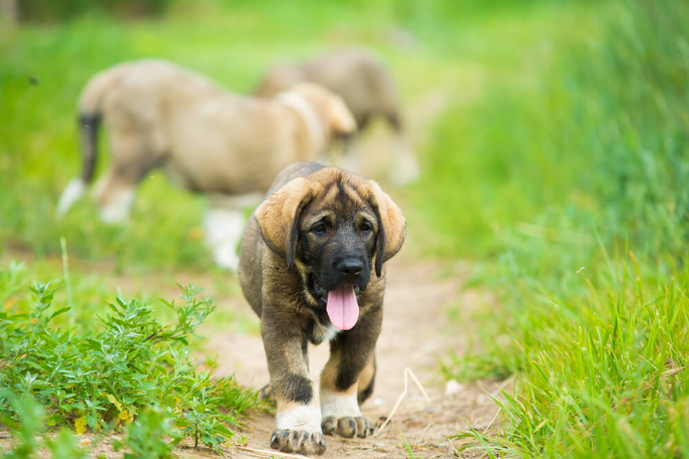 Un chiot Mâtin Espagnol dans l'herbe