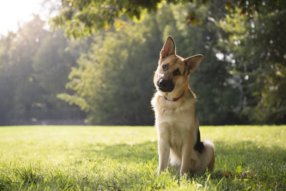 Un Berger Allemand assis dans un parc qui hoche la tête