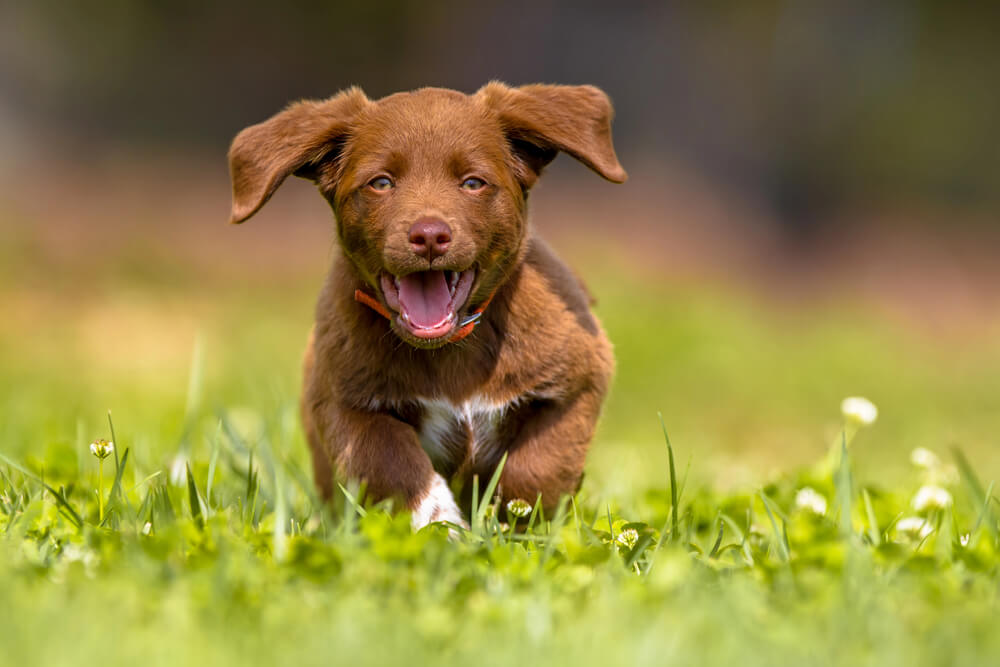 Un chiot marron qui courre dans l'herbe