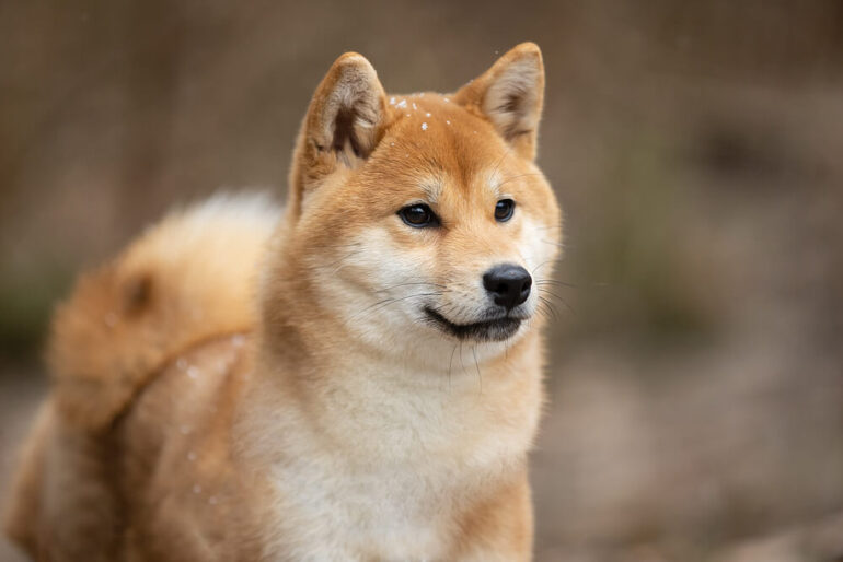 chiens-aux-oreilles-pointues-notre-top-15-des-plus-belles-races