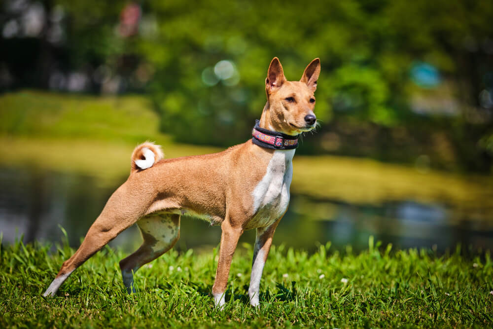 Basenji de profil dans un parc