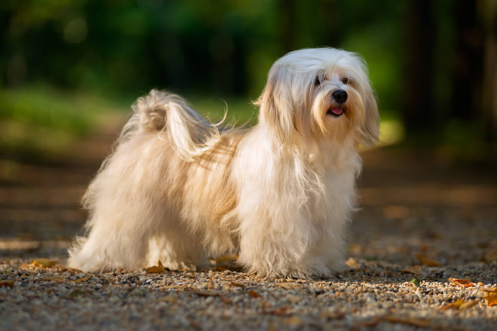 Bichon Havanais de profil