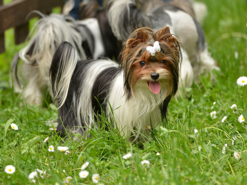 Biewer Yorkshire Terrier dans un champ