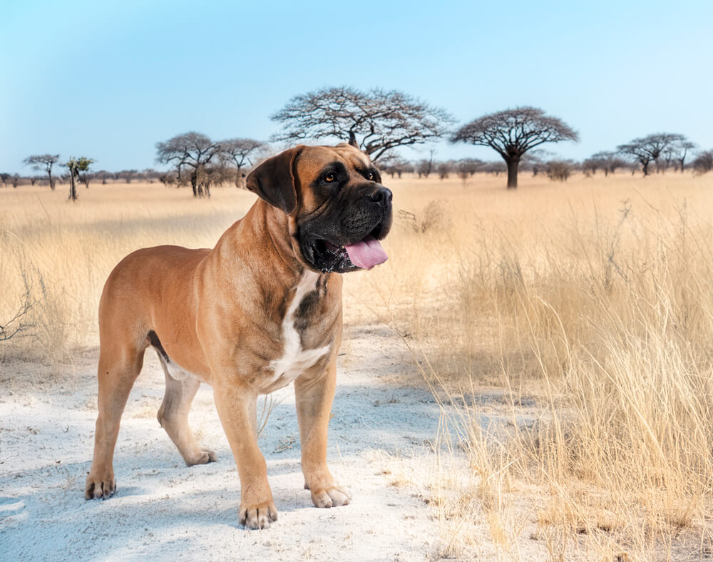 Boerboel dans la savane