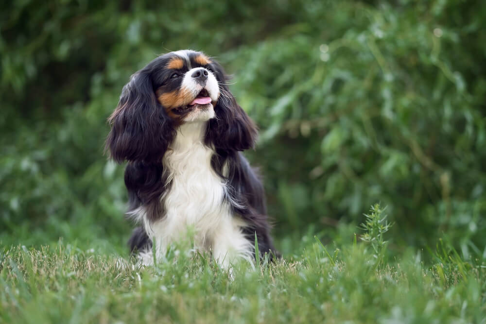 Un Cavalier King Charles Spaniel noir et blanc