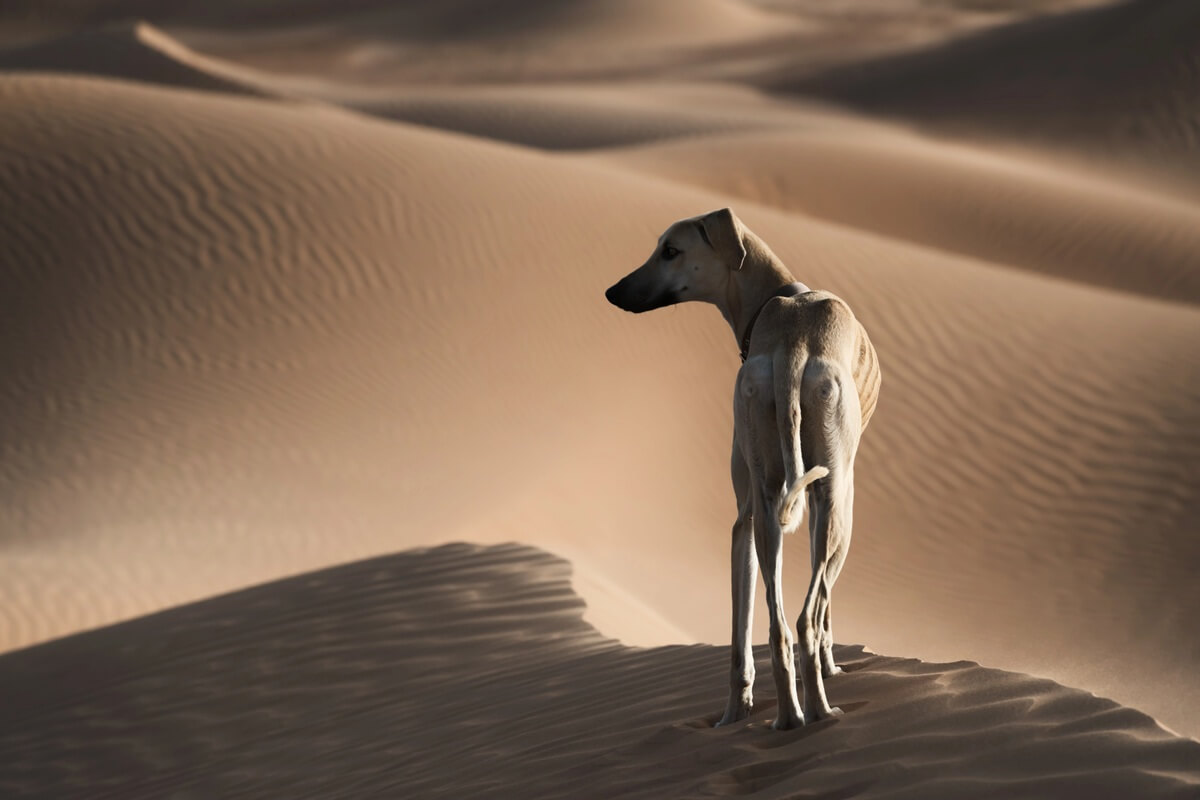 Chien africain top 11 des races emblématiques