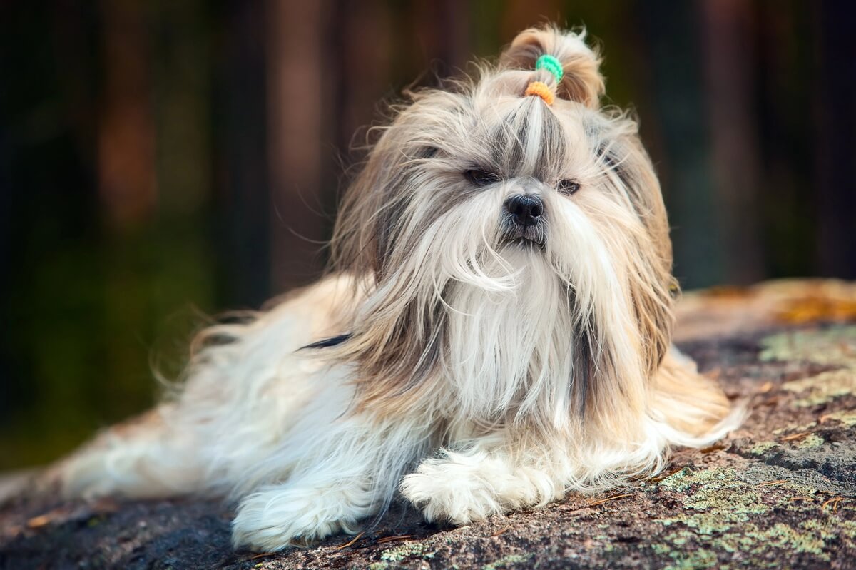 Chiens tibétains 5 races