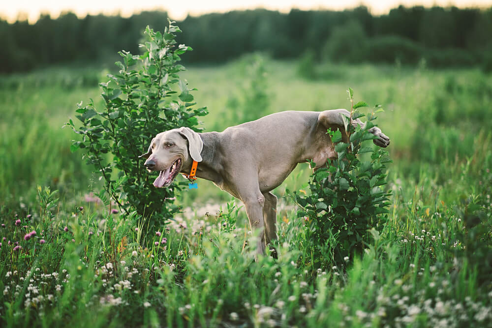Chien qui urine dans un champ
