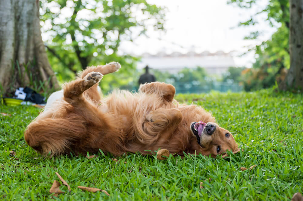 Un Golden Retriever qui se roule dans l'herbe