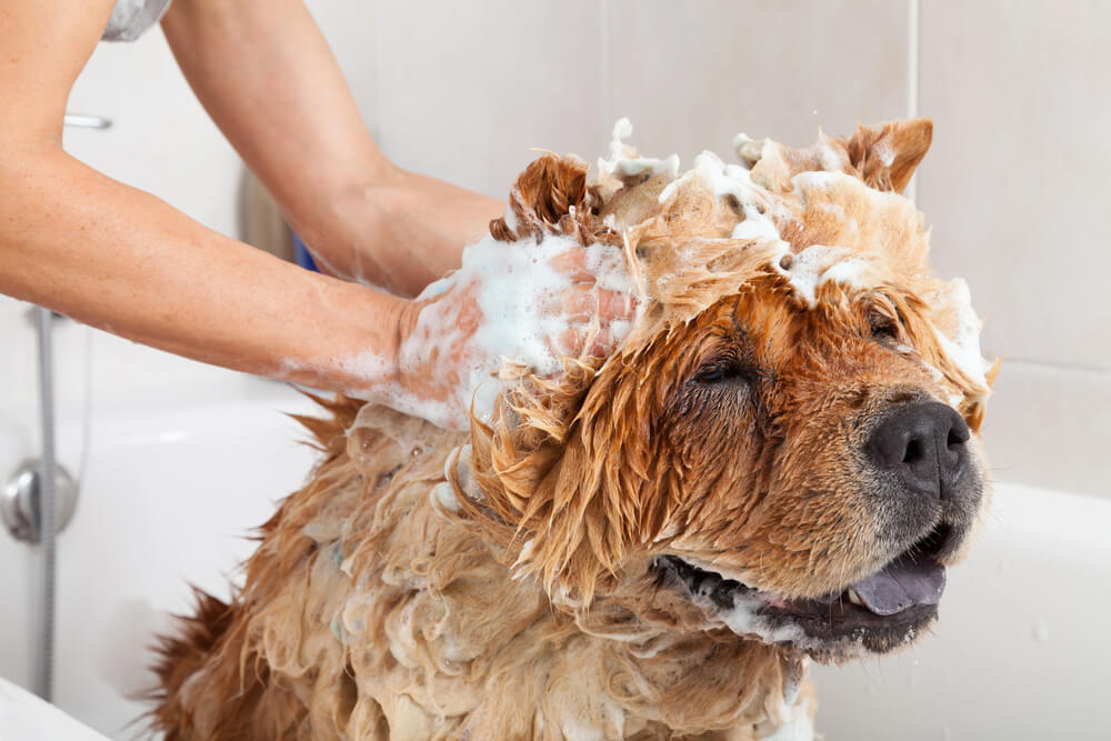 Un Chow-Chow qui prend un bain