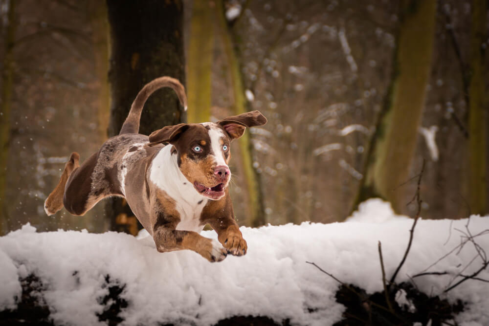 Un Chien Léopard Catahoula qui saute dans la fôret