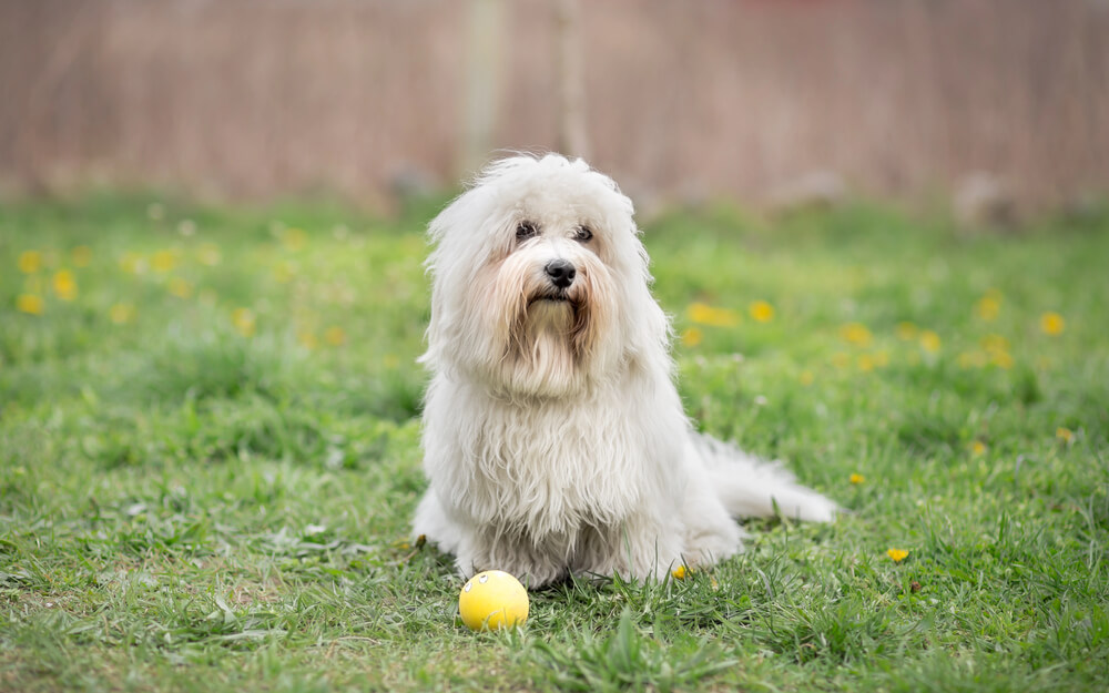 Coton de Tuléar dans un jardin