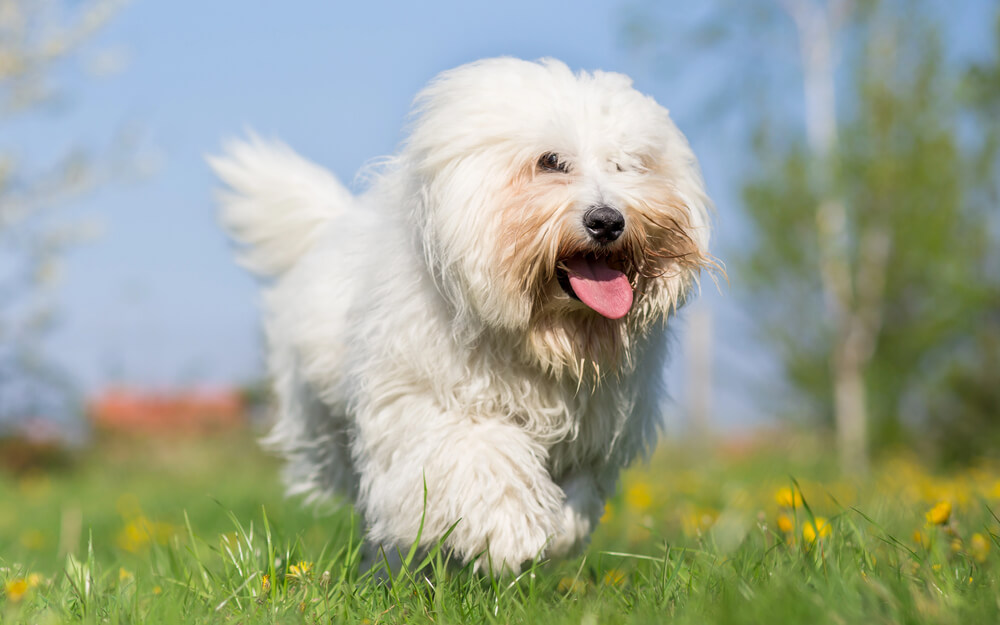 Coton de Tuléar en train de marcher dans l'herbe