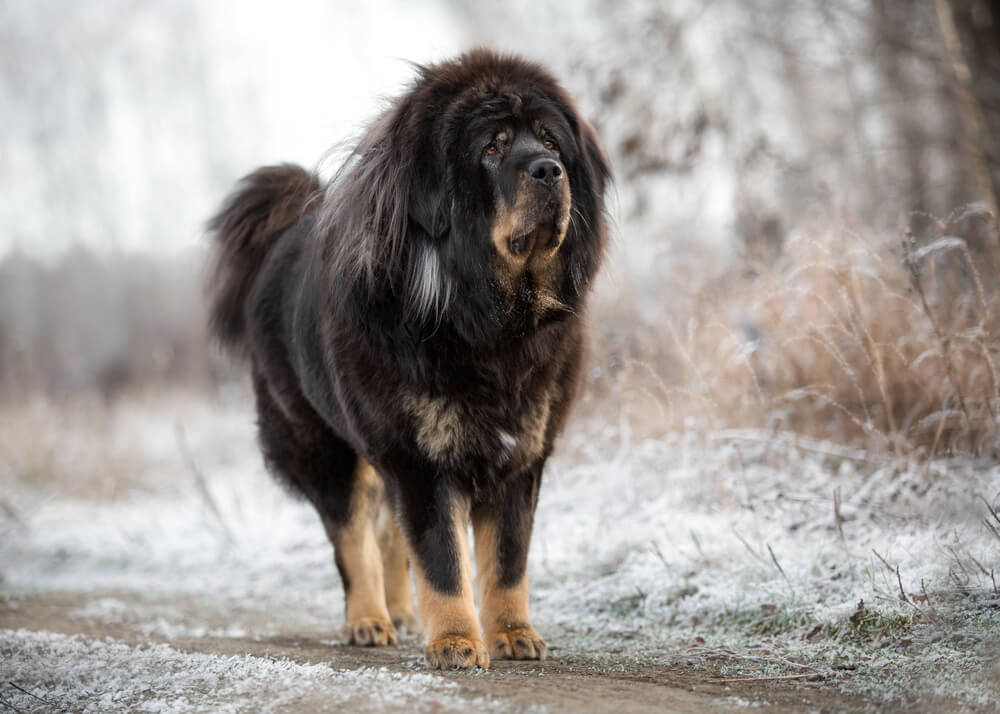 Dogue du Tibet noir en hiver