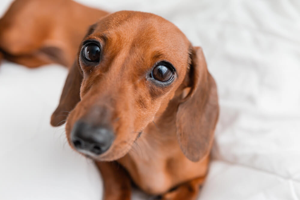 Un Teckel marron au regard attendrissant