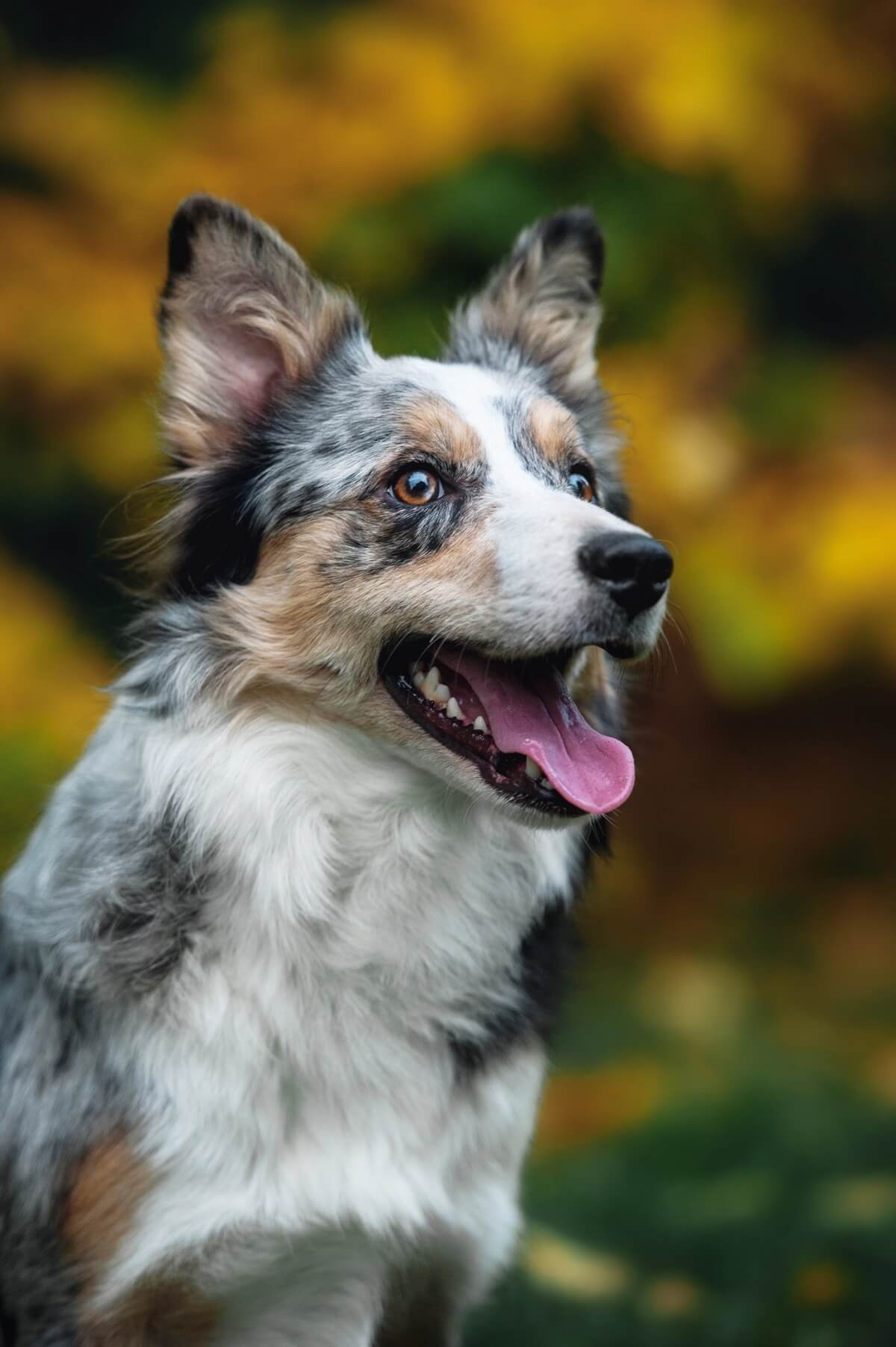 Border Collie bleu merle regardant sur le côté